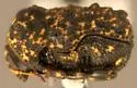 Exema conspersa - photo 2