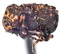 Exema conspersa - photo 4