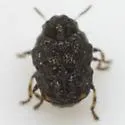 Exema mormona - Exema mormona
