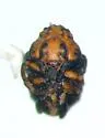 Exema neglecta - photo 2