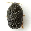 Exema neglecta - photo 3