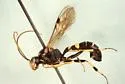 Exenterus amictorius