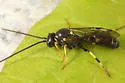 Exenterus amictorius - photo 4