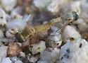 Exepacmus johnsoni - Exepacmus johnsoni
