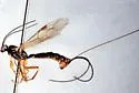 Exeristes comstockii