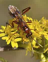 Exetastes angustoralis