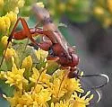 Exetastes angustoralis - photo 3