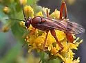 Exetastes angustoralis - photo 4