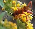 Exetastes angustoralis - photo 5