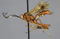Exetastes fascipennis