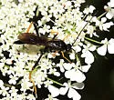 Exetastes suaveolens