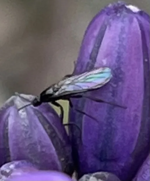 Exiliscelis californiensis - photo 2