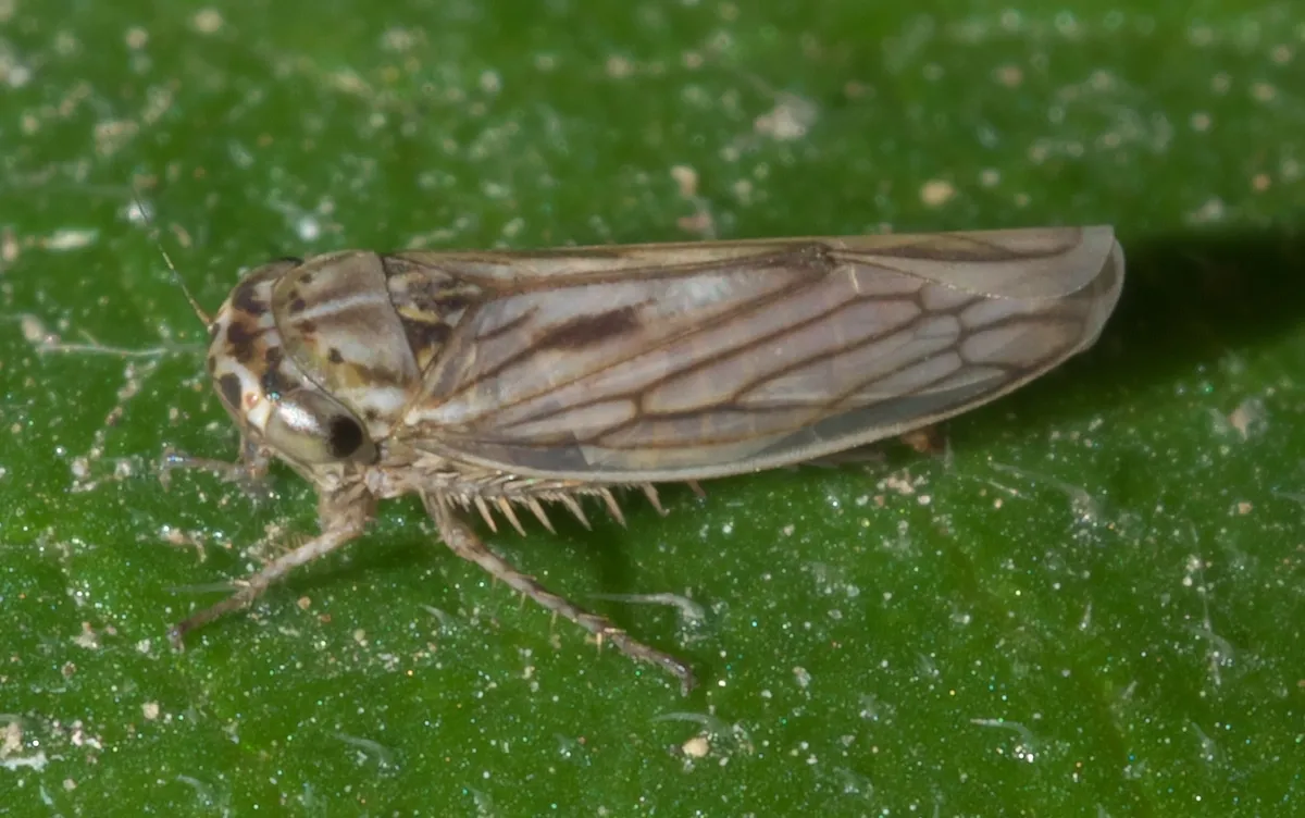 Gray Lawn Leafhopper - Exitianus exitiosus