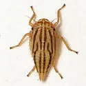 Exitianus picatus - photo 2