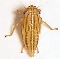 Exitianus picatus - photo 4