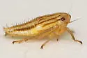 Exitianus picatus - photo 5