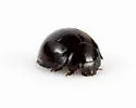 Exochomus aethiops - photo 4
