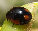 Exochomus californicus