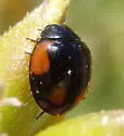 Exochomus californicus - photo 2