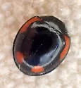 Exochomus californicus - photo 3