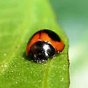 Exochomus childreni