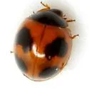 Exochomus childreni - photo 2