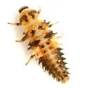 Exochomus childreni - photo 3