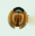 Exochomus childreni - photo 4