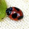 Exochomus childreni - photo 5