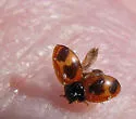 Batman Lady Beetle