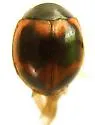 Batman Lady Beetle - photo 2