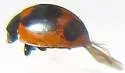 Batman Lady Beetle - photo 3