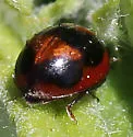 Batman Lady Beetle - photo 4