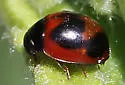Batman Lady Beetle - photo 5