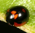 Exochomus marginipennis