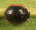 Exochomus marginipennis - photo 2