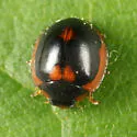 Exochomus marginipennis - photo 3