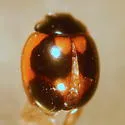 Exochomus marginipennis - photo 4