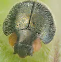 Exochomus metallicus