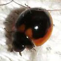 Exochomus subrotundus