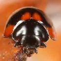 Exochomus subrotundus - photo 2