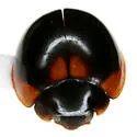 Exochomus subrotundus - photo 3
