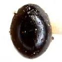 Exochomus townsendi