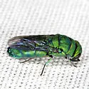 Exochrysis alabamensis