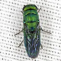 Exochrysis alabamensis - photo 2