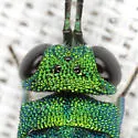 Exochrysis alabamensis - photo 3