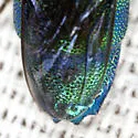 Exochrysis alabamensis - photo 4