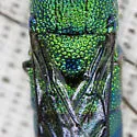 Exochrysis alabamensis - photo 5