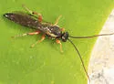 Exochus albifrons