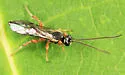 Exochus albifrons - photo 2